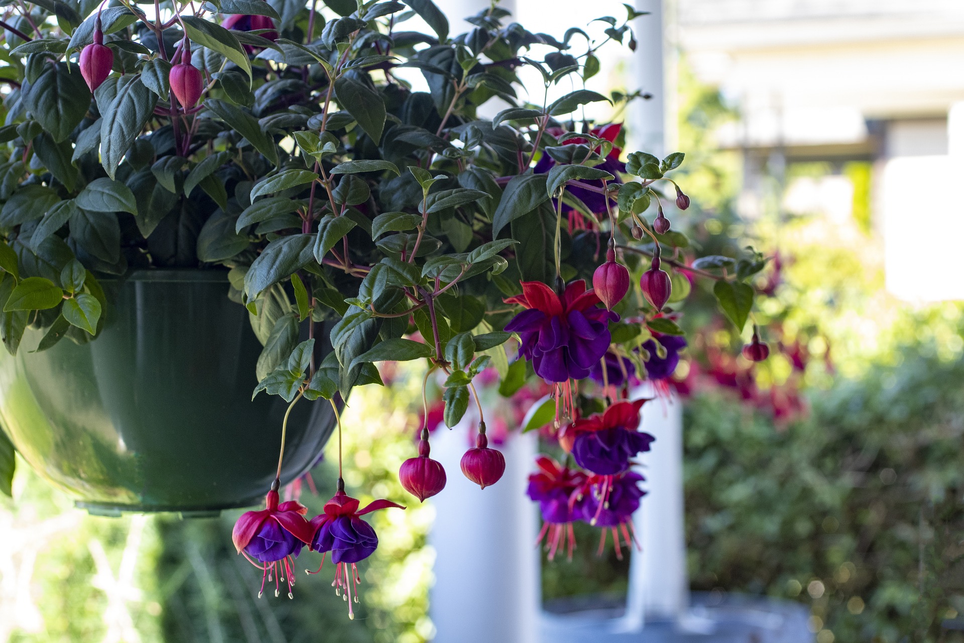 Hanging Basket Flower Plants