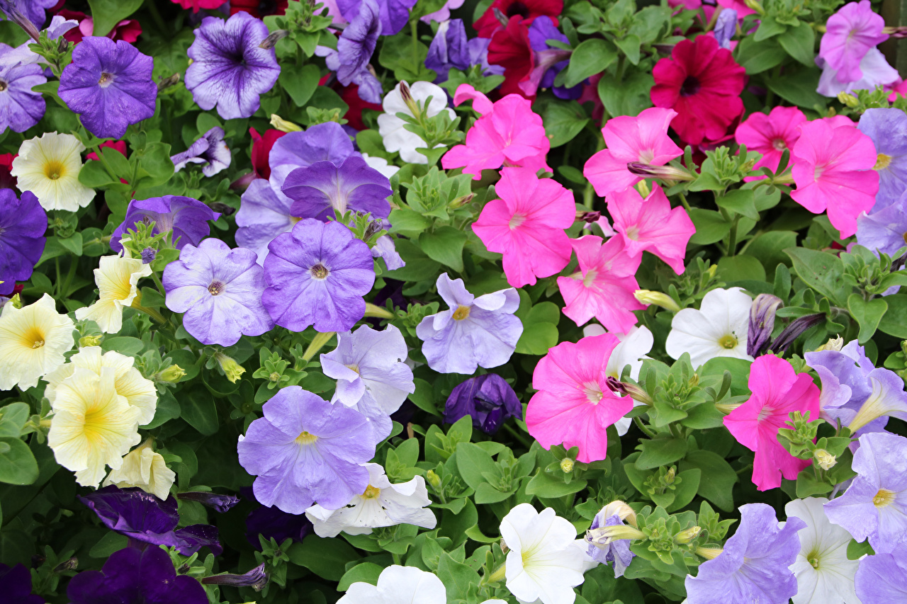 How to Plant, Grow and Care for Petunia Plant