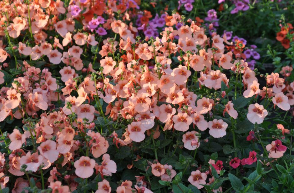 diascia flowers