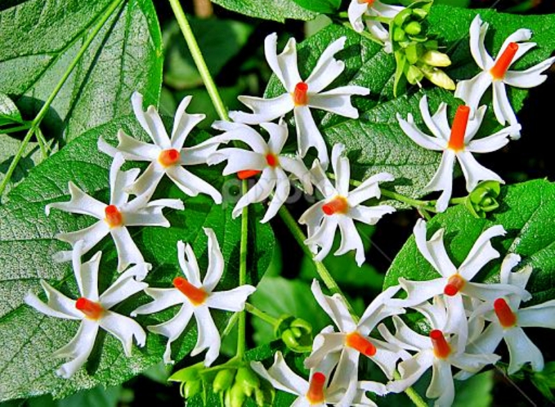 Parijatham Flower