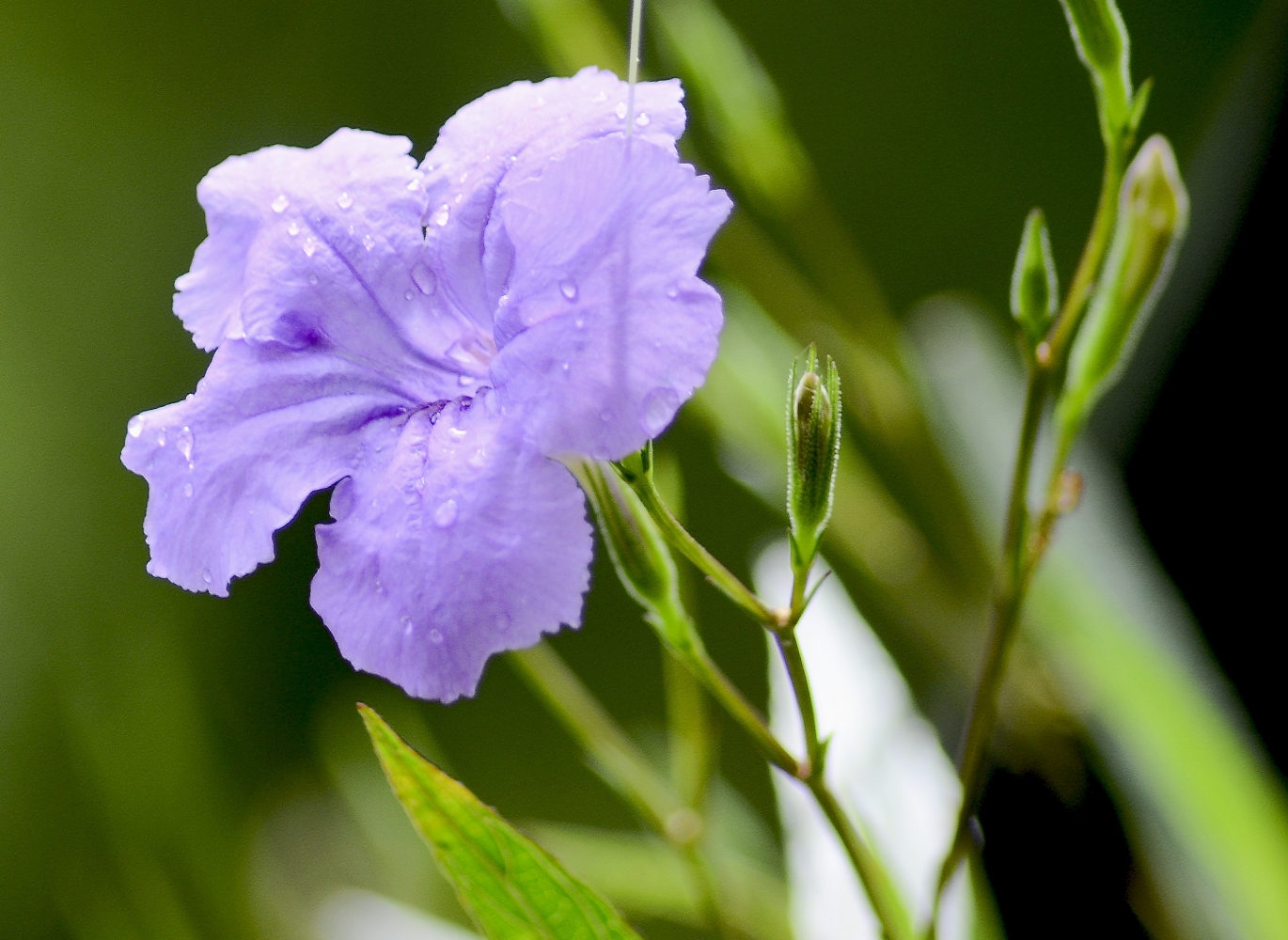 Ruellia Tuberosa: How to Grow and Maintenance