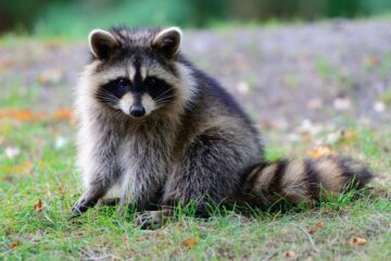 Role of Raccoons in Nature: Essential Contributors to Ecosystem Balance