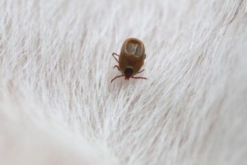 Pest Control Mistakes Homeowners Make: Common Errors and Solutions