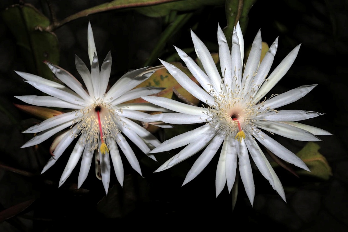 Night-Blooming Plants